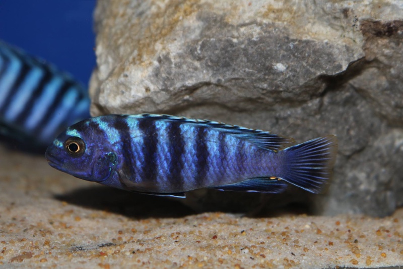 Chindongo minutus 'Lion's Cove'